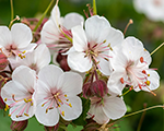 Gandrene lielsakņu 'Geranimo White'