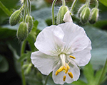 Geranium phaeum album