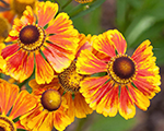 Helenium flammenrad