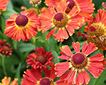 Helenium littleorange