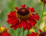 Helenium moerheimbeauty