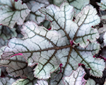 Heuchera rexsilver
