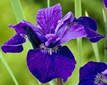 Iris sibirica caesar'sbrother