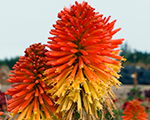 Kniphofia pocodaybreak