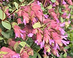Origanum vulgare bristolcross