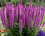 Salvia nemorosa pinkrianne