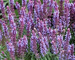 Salvia nemorosa saluteiceblue