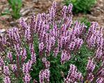 Salvia nemorosa salutelightpink