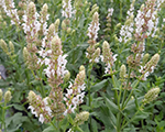 Salvia nemorosa salutewhite