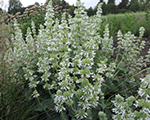 Salvia verticillata whiterain