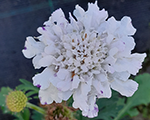 Scabiosa columbaria flutterpurewhite