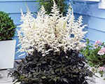 Astilbe cappuccino