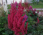 Astilbe redrise