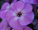 Phlox pan peacockviolet