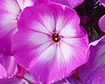 Phlox pan pixiemiraclegrace