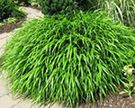 Hakonechloa macra greenhills