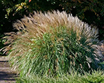 Miscanthus sinensis yakushimadwarf