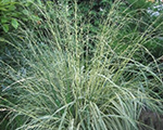 Molinia caerulea carmarthen
