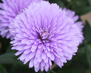 Ziemastere Jaunbeļģijas 'Mystery Lady Andrea'