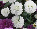 Aster novi belgii mysteryladyashley