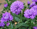 Aster novi belgii mysteryladynicole