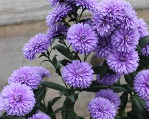 Ziemastere Jaunbeļģijas 'Mystery Lady Nicole'