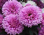 Aster novi belgii mysteryladysandra