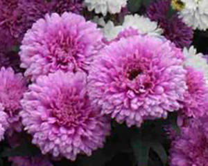 Ziemastere Jaunbeļģijas 'Mystery Lady Sandra'