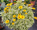 Heliopsis helianthoides helikon