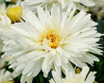 Leucanthemum superbum mounthood