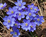 Hepatica nobilis