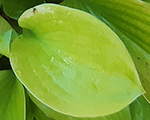 Hosta augustmoon