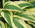 Hosta lakesidedragonfly