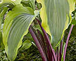 Hosta monkeybusiness