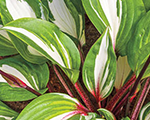 Hosta raspberrysundae