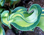 Hosta rippleeffect