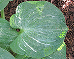 Hosta spiltmilk
