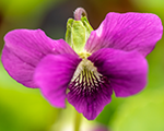 Viola redcloud