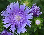 Stokesia laevis melsblue