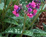 Pulmonaria saccharata leopard