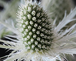 Eryngium planum magicalwhitelagoon