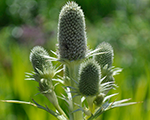 Eryngium agavifolium