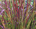 Andropogon gerardii redoctober