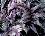 Athyrium niponicum burgundylace