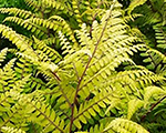 Athyrium otophorum okanum