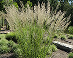 Calamagrostis acutiflora waldenbuch