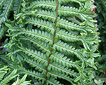 Dryopteris filix mas crispacristata