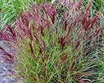 Miscanthus sinensis ibiza