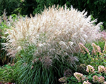 Miscanthus sinensis vanillasky