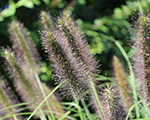 Pennisetum alopecuroides viridescens